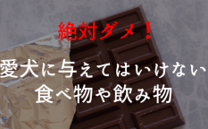 犬に与えてはいけない食べ物や飲み物