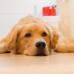 愛犬の嘔吐への対処法
