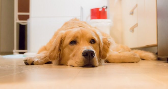 愛犬の嘔吐への対処法