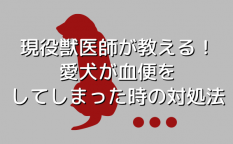 愛犬の血便への対処法