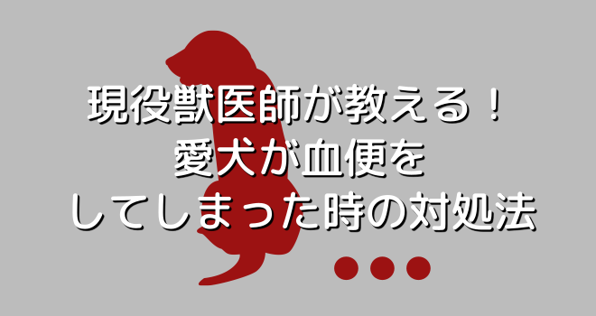 現役獣医師が教える 愛犬が血便をしてしまったときの対処法 りある 犬を飼う前にみるブログ