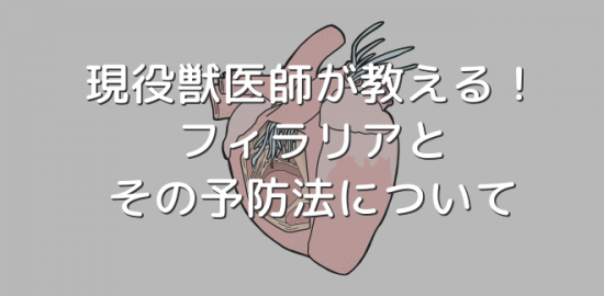 フィラリアとその予防法について