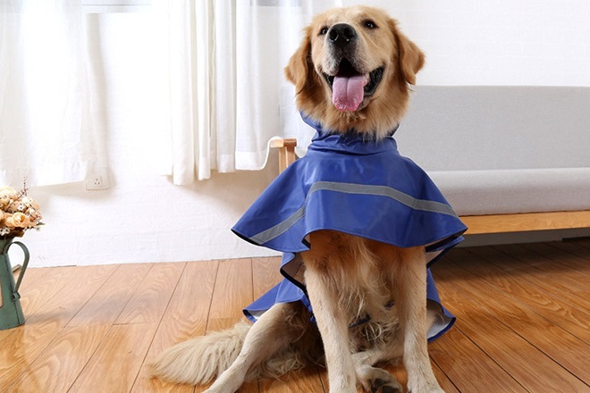 雨の日の散歩に便利 おすすめペットグッズ5選 りある 犬を飼う前にみるブログ