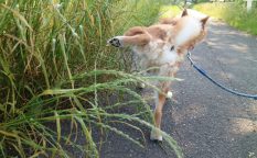 犬のトイレトレーニング