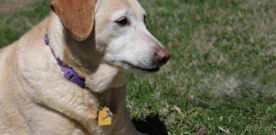 犬の迷子対策グッズ5選