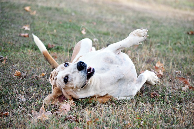 自宅でも簡単に使える犬のノミ ダニ取りグッズ4選 りある 犬を飼う前にみるブログ