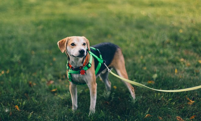 安全な散歩を実現するためにおすすめの犬用ハーネス4選 りある 犬を飼う前にみるブログ