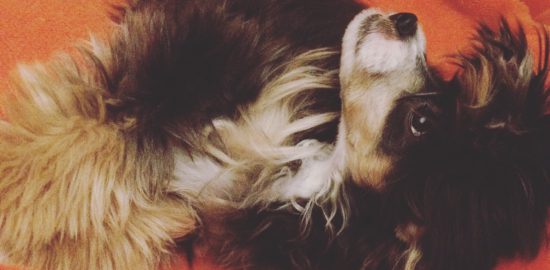 生後６ヶ月のチャイニーズクレステッドドッグを飼っています 【子犬成長記】