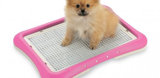 初めて犬を飼う方必見！まず揃えておきたいトイレグッズ5選