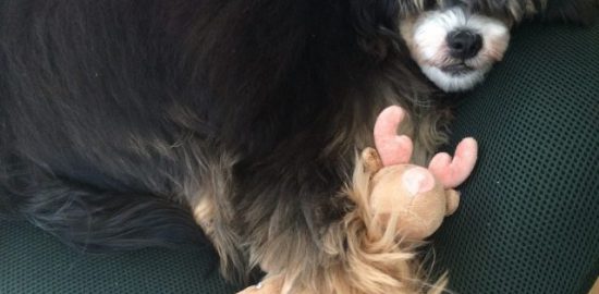 生後7ヶ月のチャイニーズクレステッドドッグを飼っています【子犬成長記】