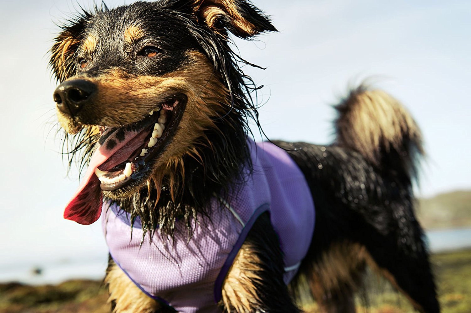 犬の夏の安全に関する 7 つのヒント