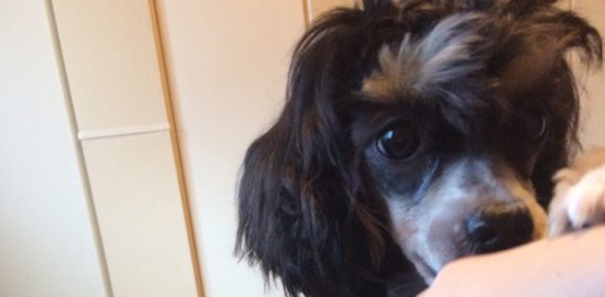 生後10ヶ月のチャイニーズクレステッドドッグを飼っています【子犬成長記】