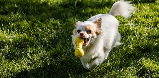 愛犬との遊びにおすすめのおもちゃ4選