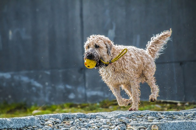 愛犬と外で遊ぶために最低限必要なグッズ6選 りある 犬を飼う前にみるブログ