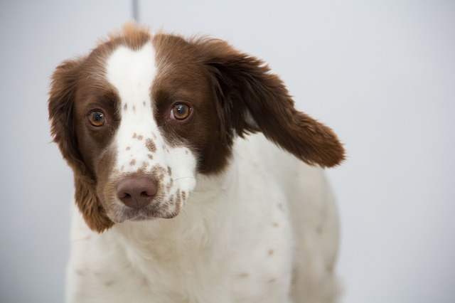 獣医監修 犬の耳掃除におすすめのイヤークリーナー3選 りある 犬を飼う前にみるブログ